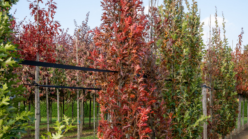 Quercus palustris 'Green Pillar' Stammbüsche