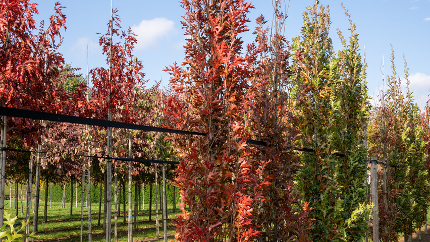 Quercus palustris 'Green Pillar' Stammbüsche