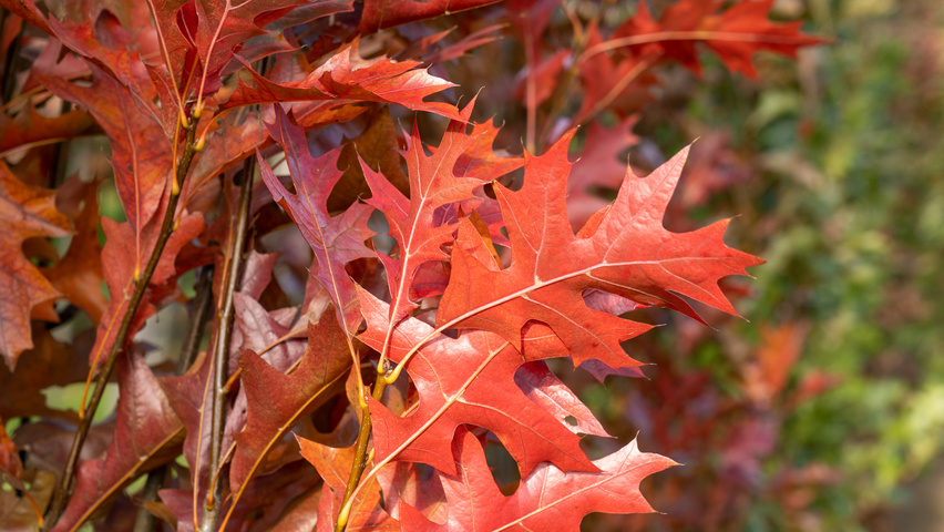 Quercus palustris 'Green Pillar' Blatt