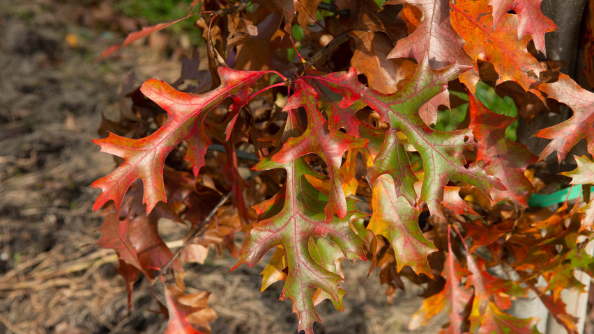 Quercus palustris 'Helmond' herfstblad