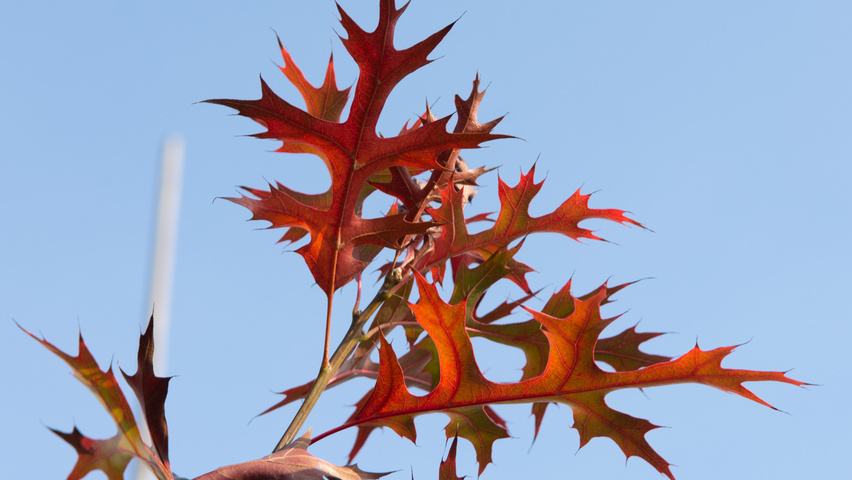 Quercus palustris 'Helmond' herfstblad
