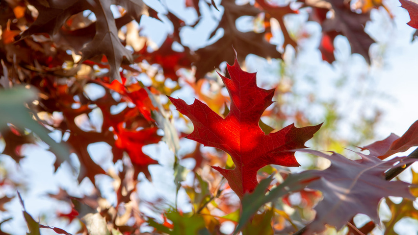Quercus palustris 'Helmond' herfstblad