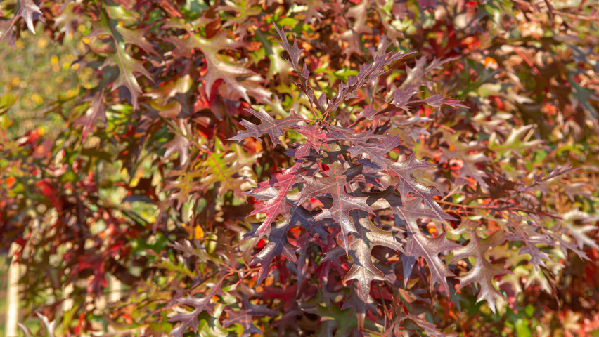 Quercus palustris 'Helmond' herfstblad