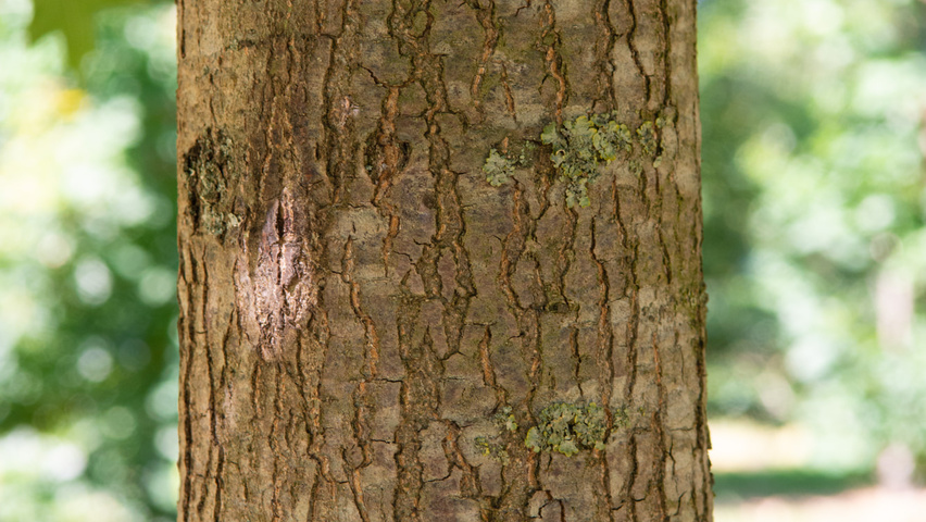 Quercus palustris 'Helmond' bast