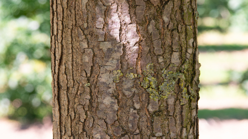 Quercus palustris 'Helmond' bast