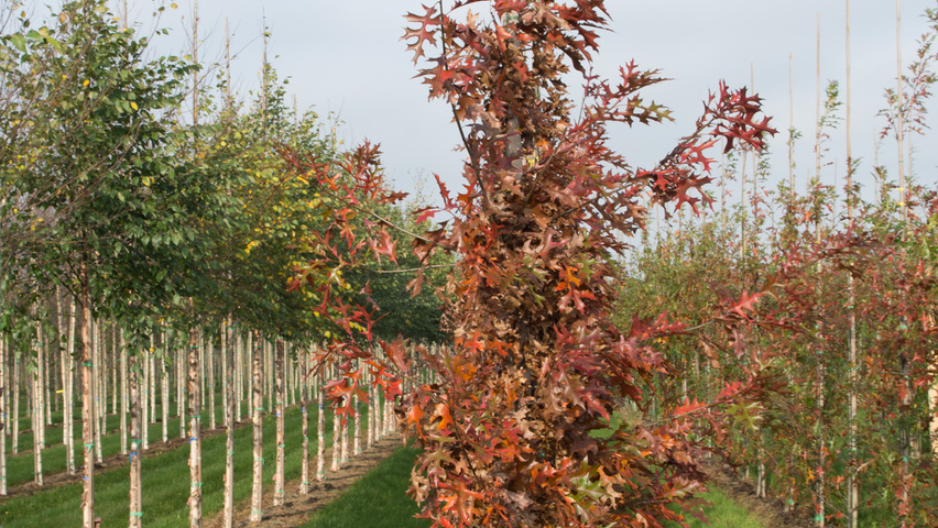 Quercus palustris 'Helmond' beveerd