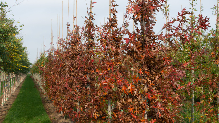 Quercus palustris 'Helmond' beveerd