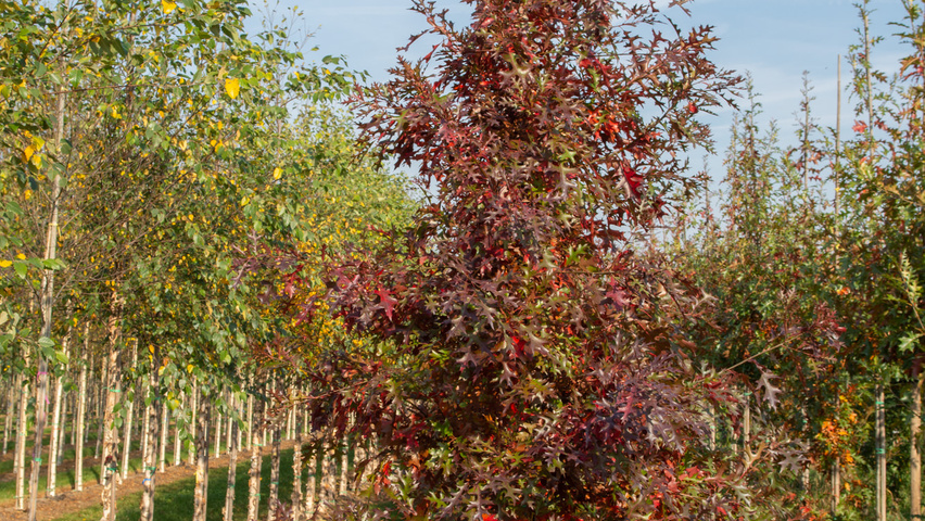 Quercus palustris 'Helmond' beveerd