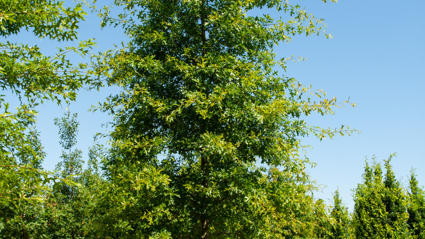 Quercus palustris 'Helmond' hoogstam