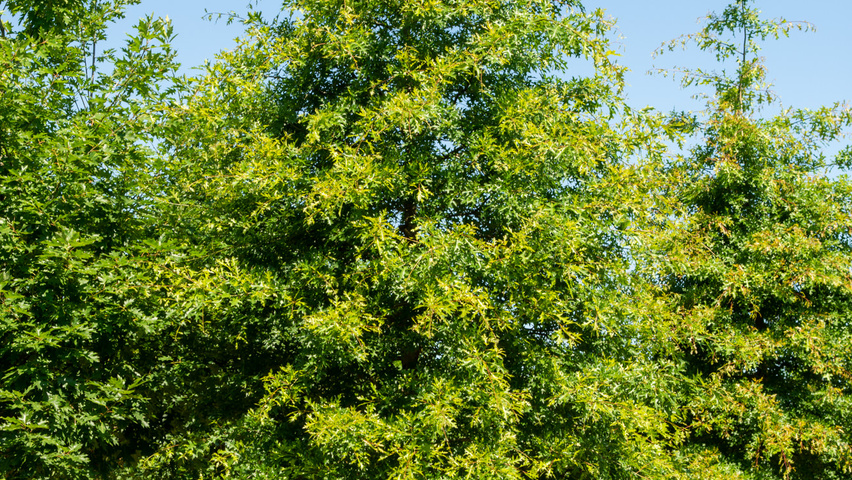Quercus palustris 'Helmond' hoogstam