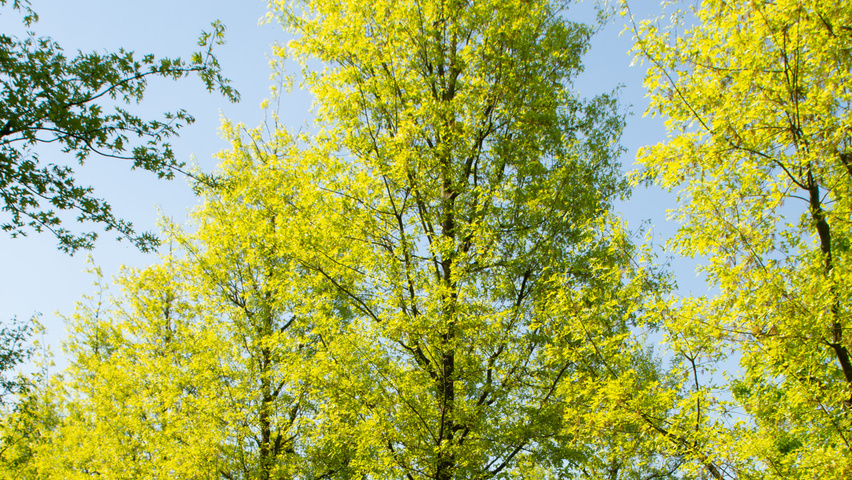 Quercus palustris 'Helmond' hoogstam
