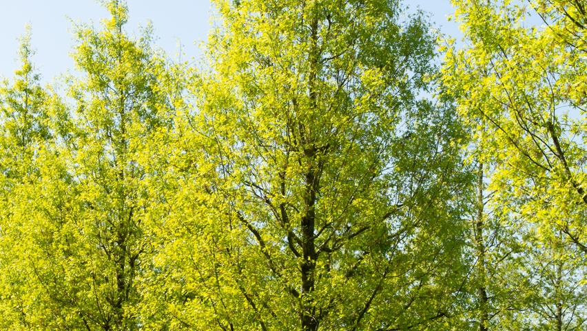 Quercus palustris 'Helmond' hoogstam