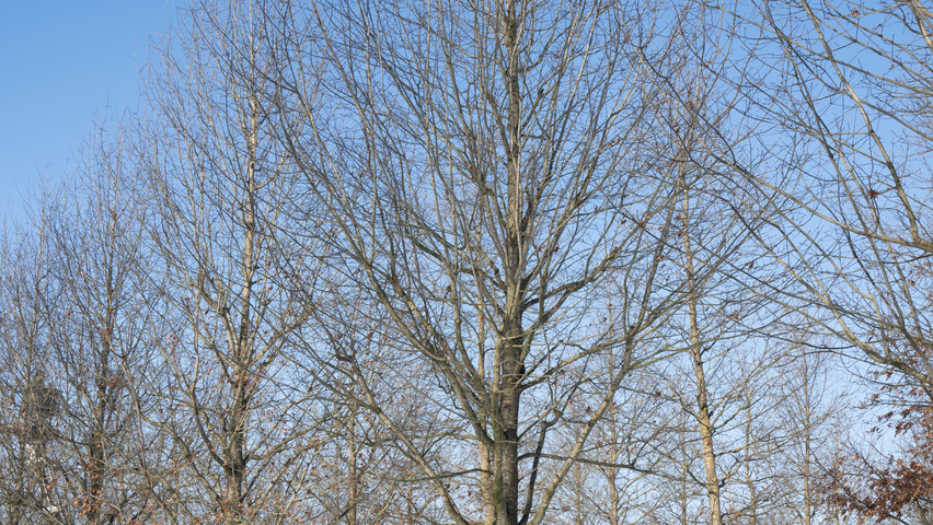 Quercus palustris 'Helmond' hoogstam