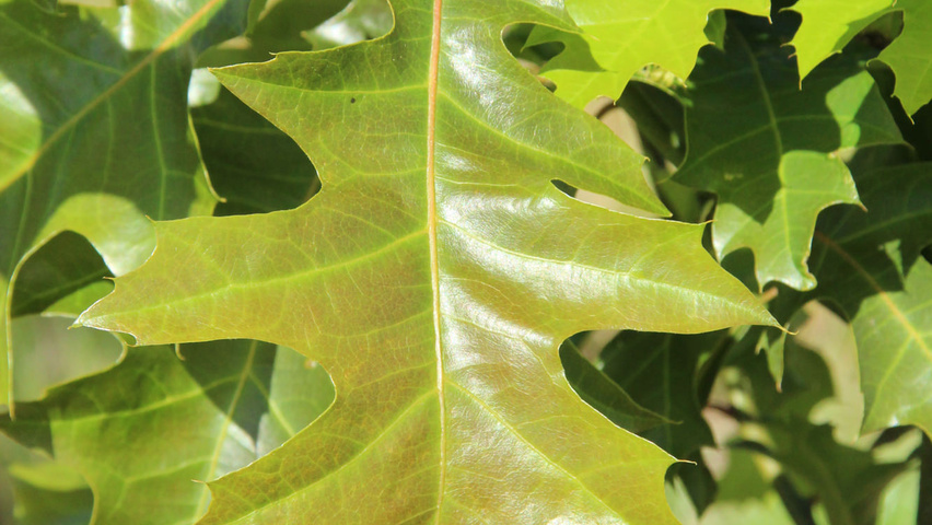 Quercus palustris 'Helmond' blad