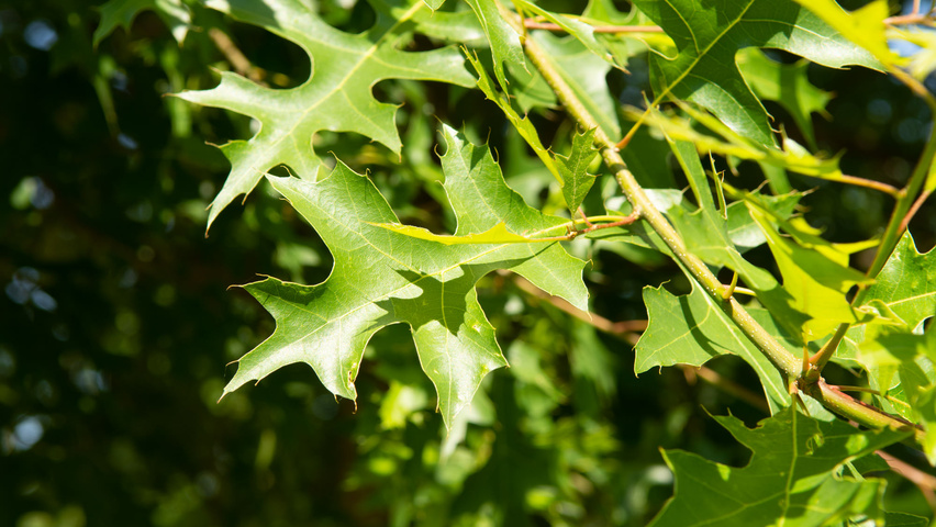 Quercus palustris 'Helmond' blad