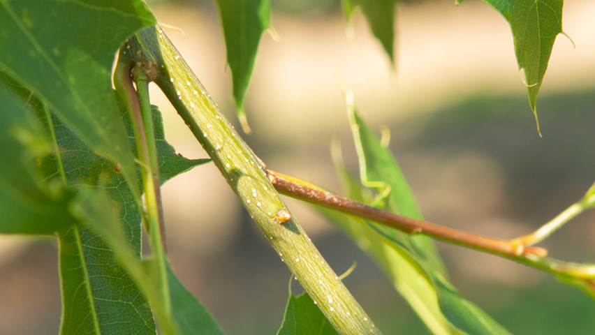 Quercus palustris 'Helmond' twijgen