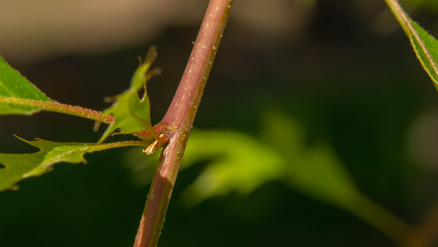 Quercus palustris 'Helmond' twijgen