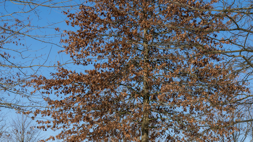 Quercus palustris hoogstam