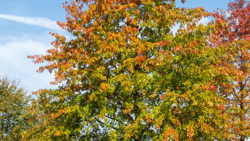 Quercus palustris hoogstam