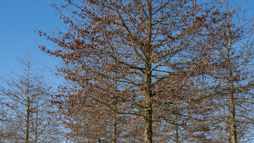 Quercus palustris hoogstam