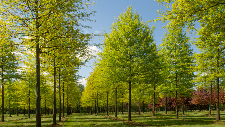 Quercus palustris hoogstam