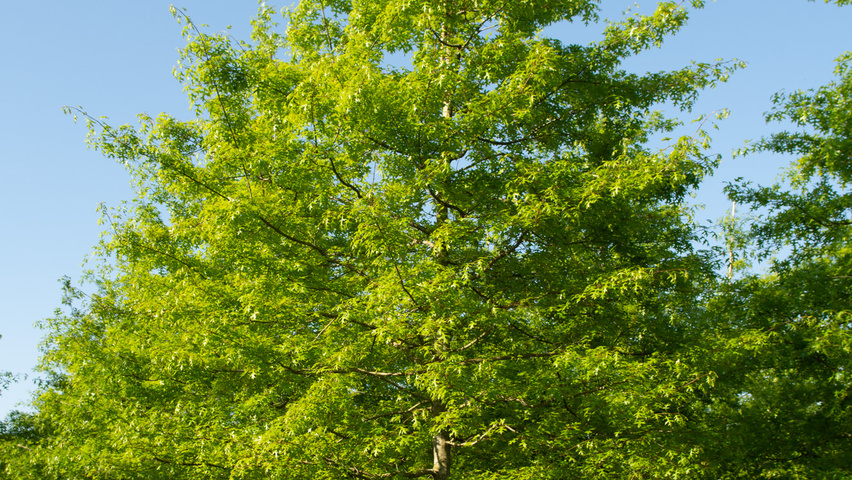 Quercus palustris hoogstam