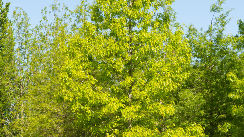Quercus palustris hoogstam