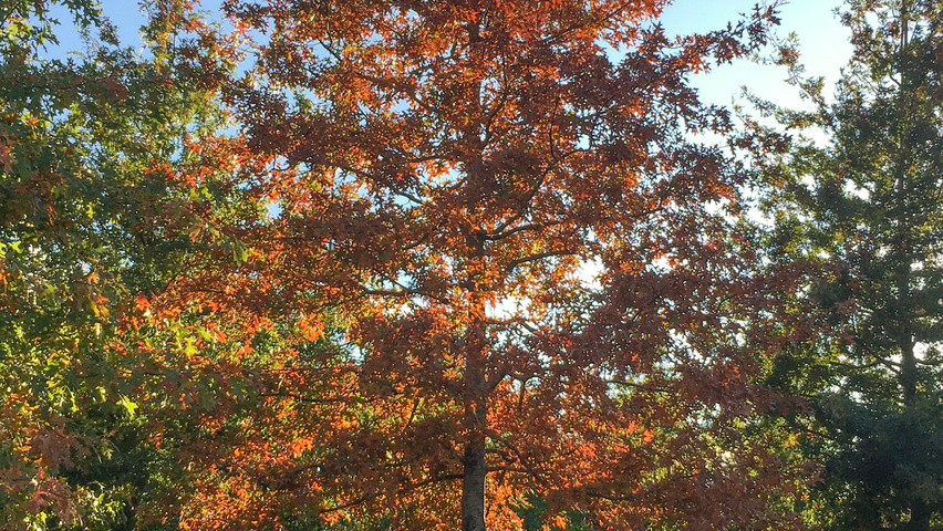 Quercus palustris hoogstam