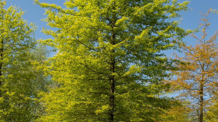 Quercus palustris hoogstam