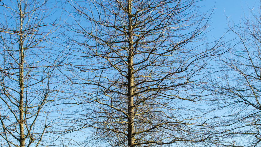 Quercus palustris hoogstam