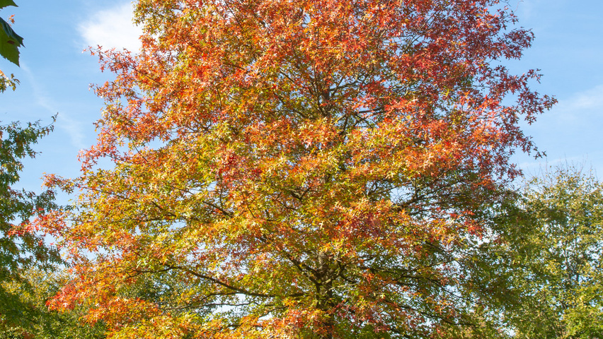 Quercus palustris hoogstam