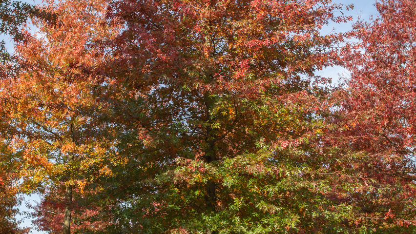 Quercus palustris hoogstam