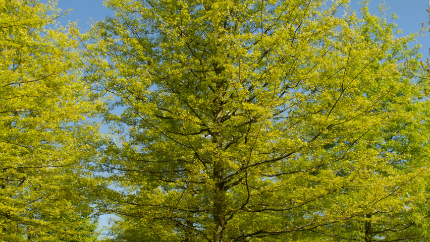 Quercus palustris hoogstam
