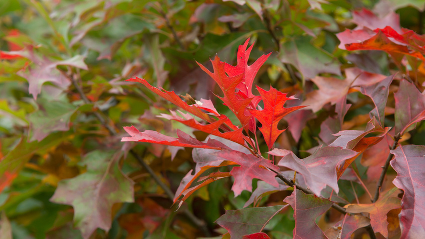 Quercus palustris 'Isabel' осенняя  листьев