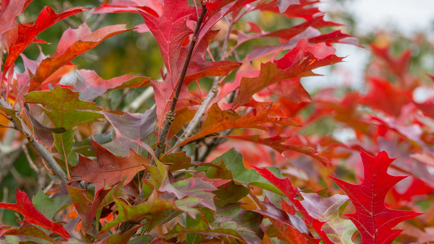 Quercus palustris 'Isabel' осенняя  листьев