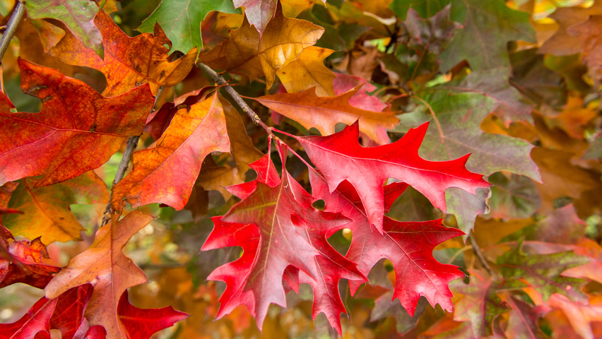 Quercus palustris 'Isabel' осенняя  листьев