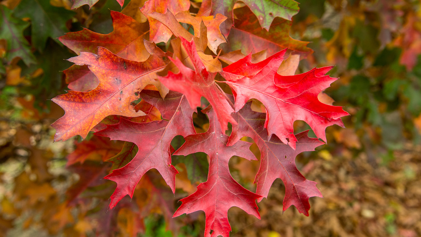 Quercus palustris 'Isabel' осенняя  листьев