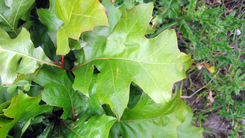 Quercus palustris 'Isabel' листья