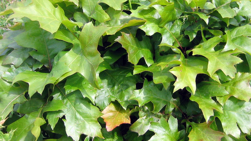Quercus palustris 'Isabel' листья