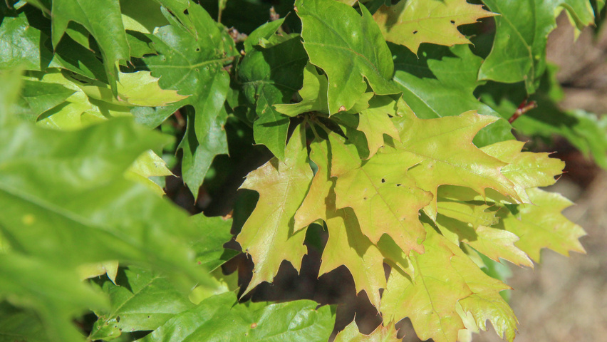 Quercus palustris 'Isabel' листья