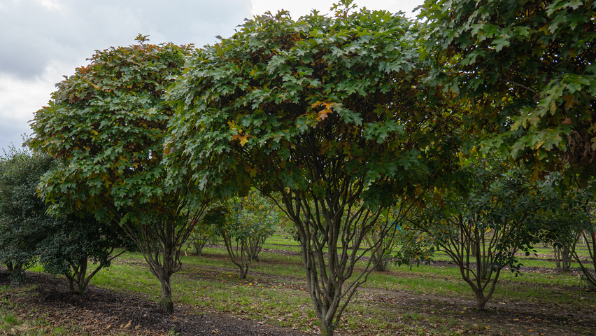 Quercus palustris 'Isabel' Многоствольные деревья