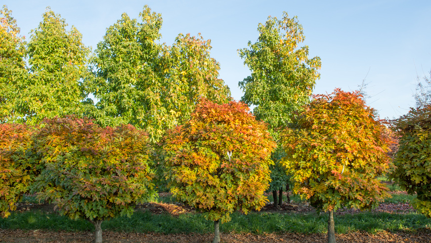 Quercus palustris 'Isabel' Многоствольные деревья