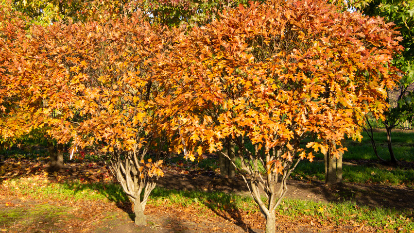 Quercus palustris 'Isabel' Многоствольные деревья