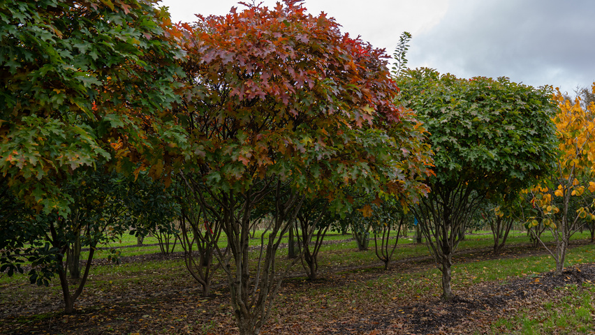 Quercus palustris 'Isabel' Многоствольные деревья