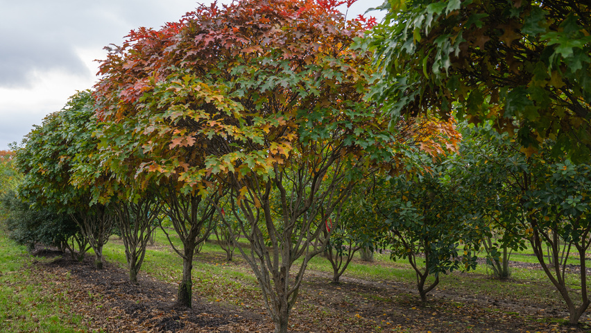 Quercus palustris 'Isabel' Многоствольные деревья