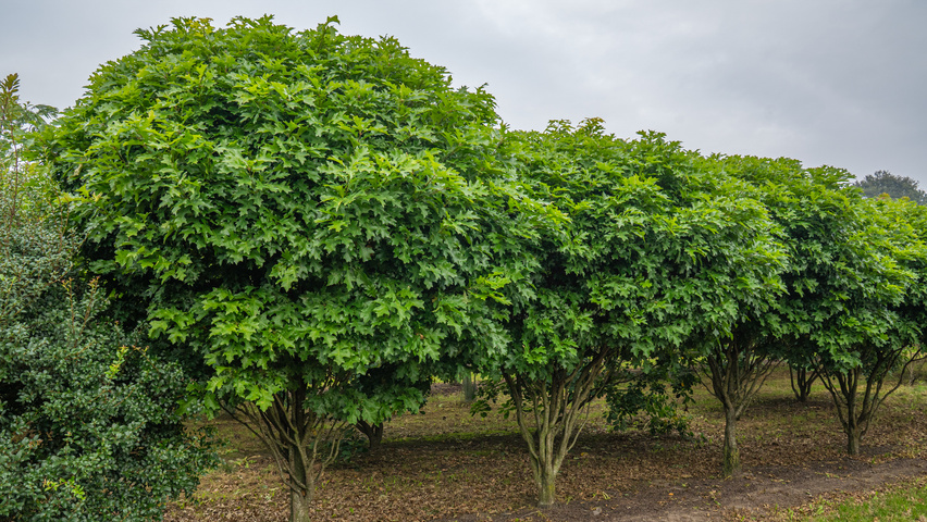 Quercus palustris 'Isabel' Многоствольные деревья