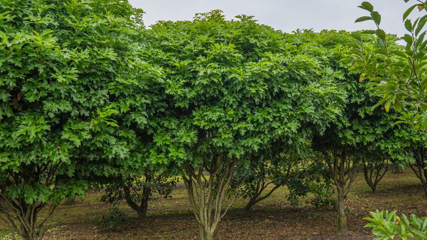 Quercus palustris 'Isabel' Многоствольные деревья