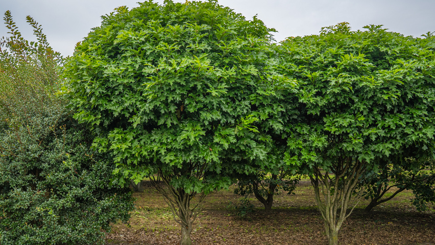 Quercus palustris 'Isabel' Многоствольные деревья