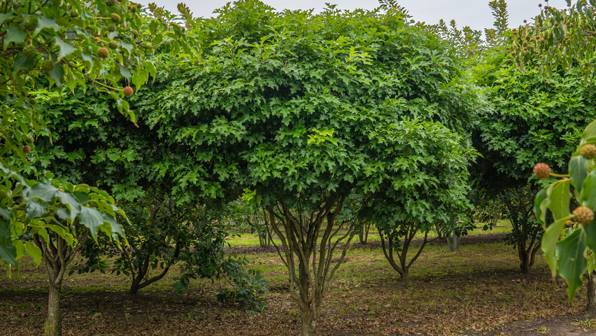 Quercus palustris 'Isabel' Многоствольные деревья