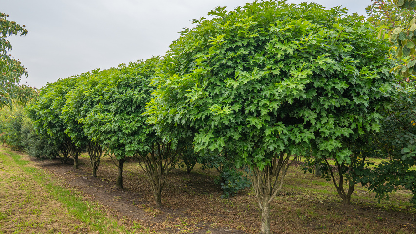 Quercus palustris 'Isabel' Многоствольные деревья